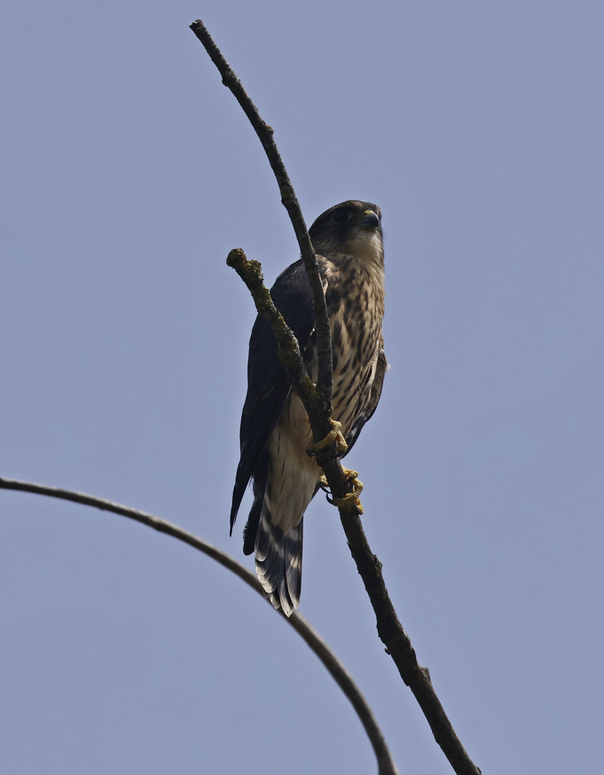 Merlin - ML621450453