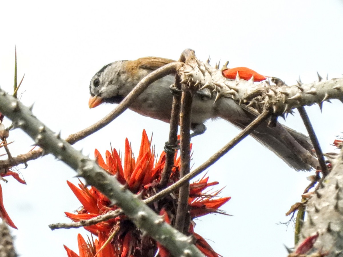 Gray-headed Parrotbill - ML621450596