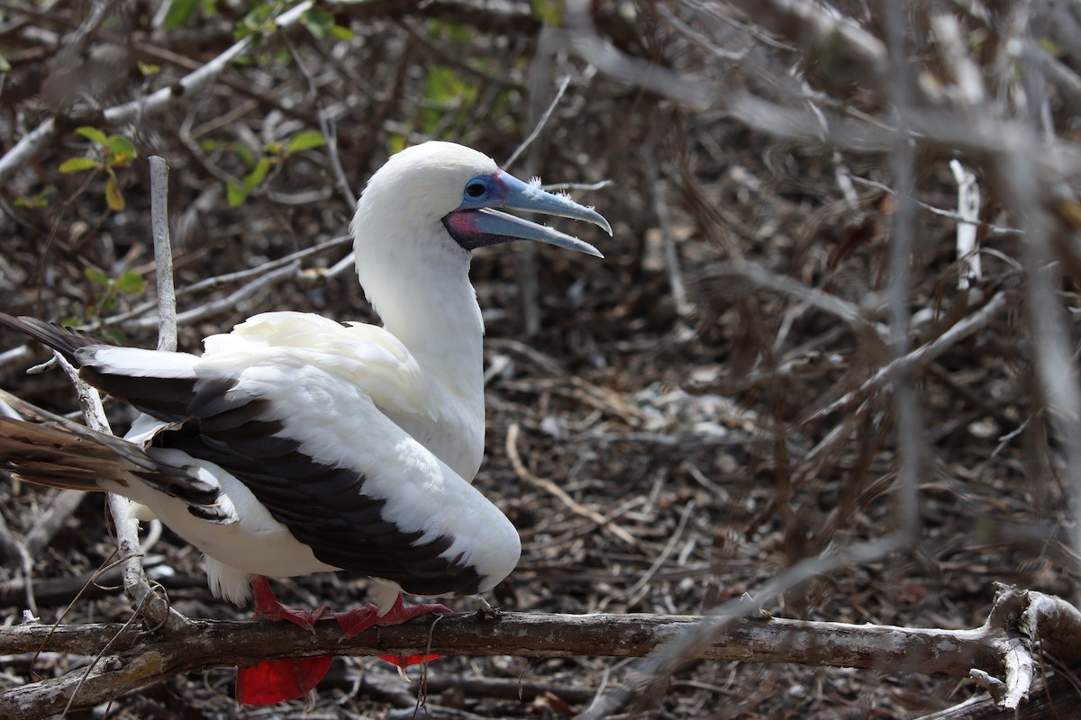 Red-footed Booby - ML621450609