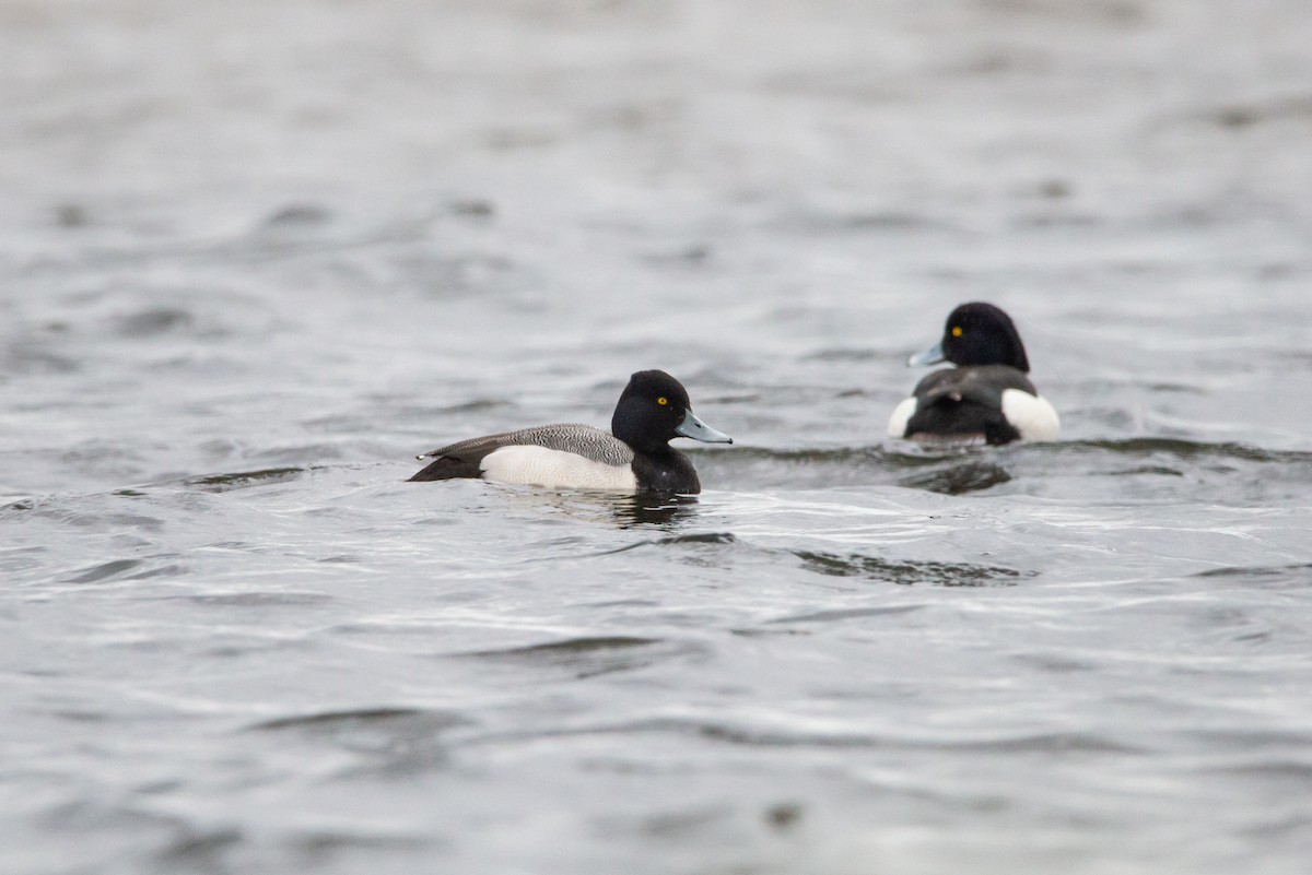 Lesser Scaup - ML621450610