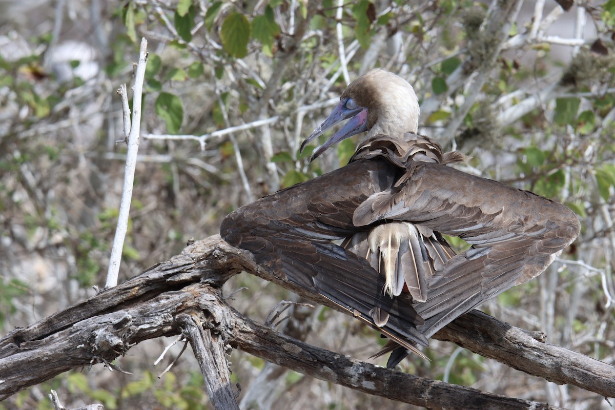 Red-footed Booby - ML621450612