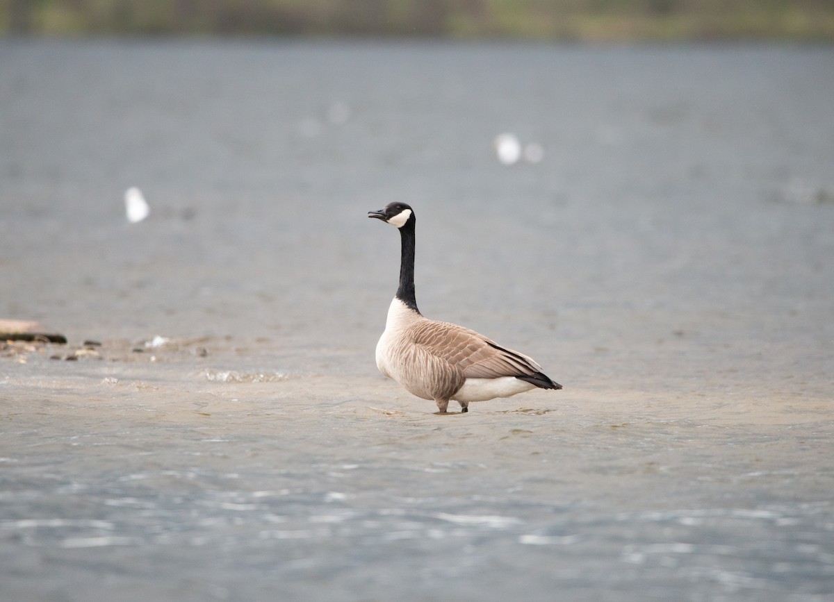 Canada Goose - ML621450627