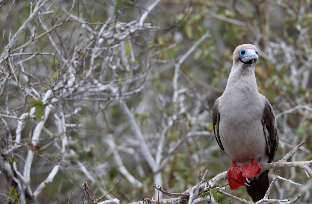 Red-footed Booby - ML621450705