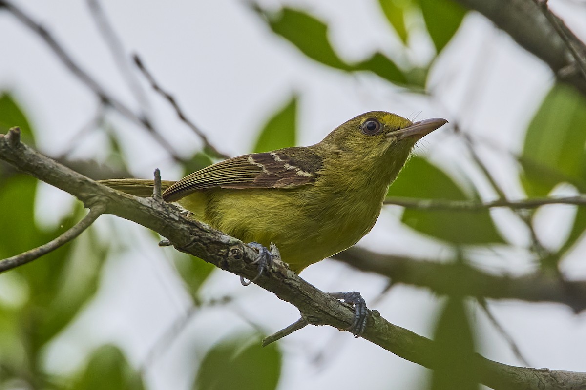 Mangrove Vireo (West Mexico) - ML621450709