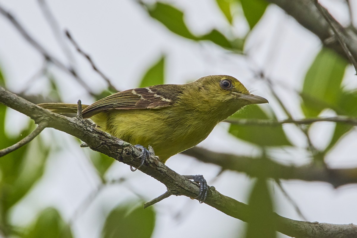 Mangrove Vireo (West Mexico) - ML621450710