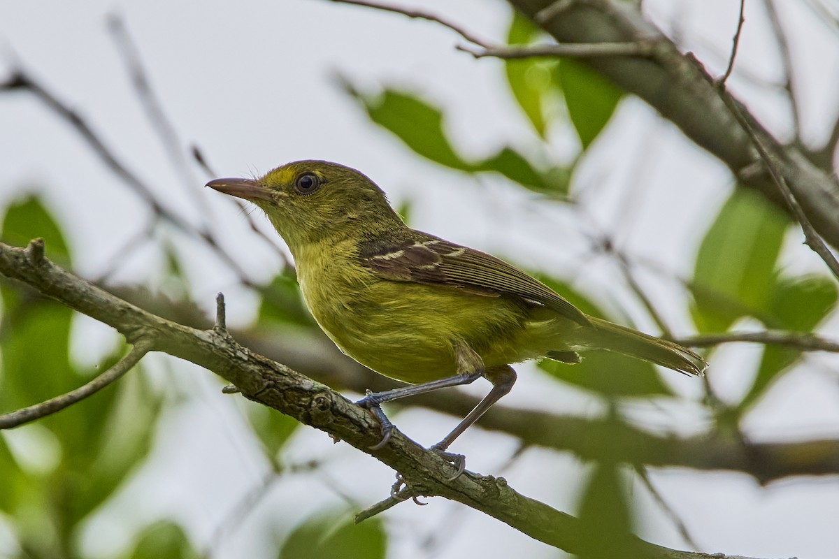 Mangrove Vireo (West Mexico) - ML621450711