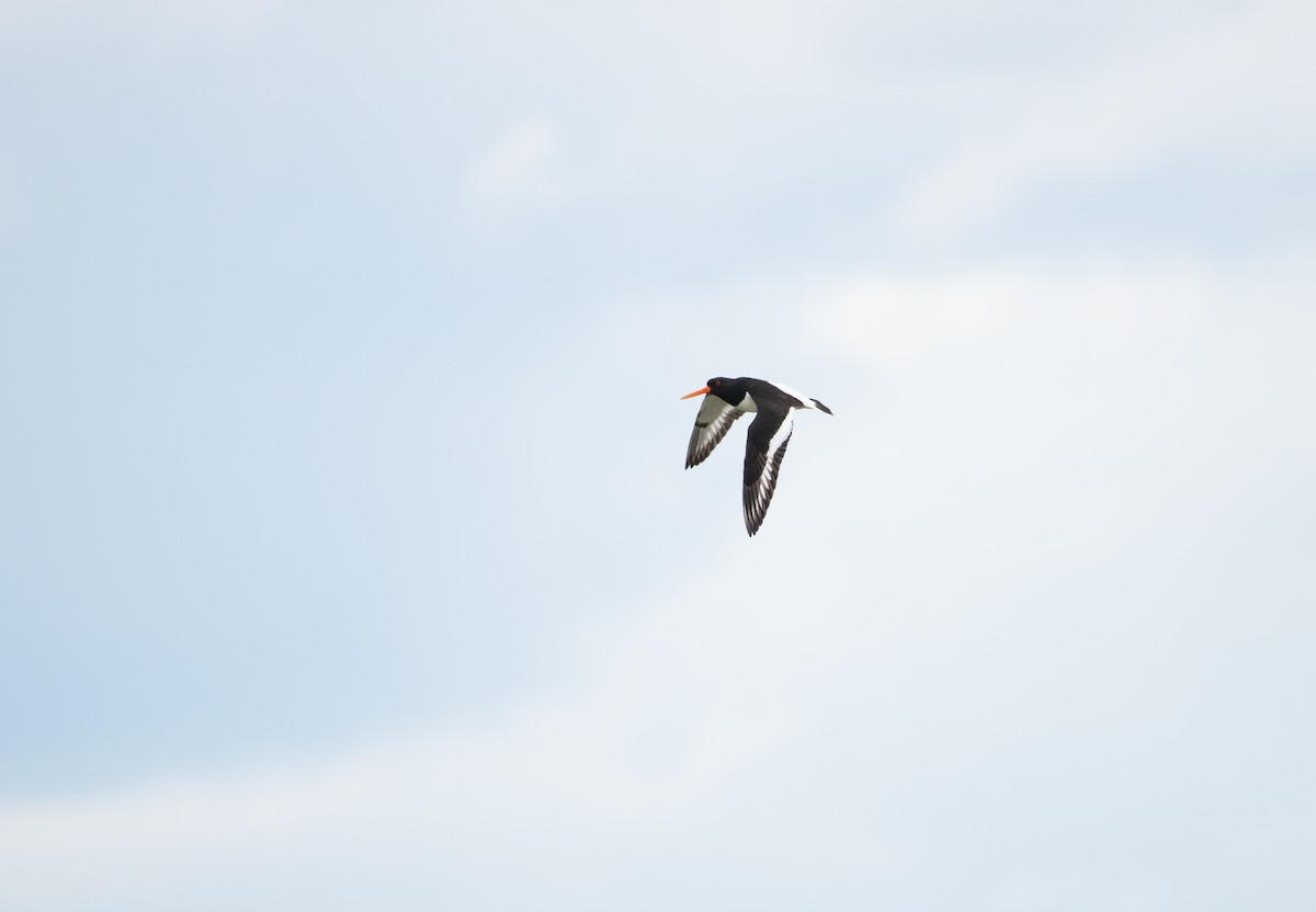 Eurasian Oystercatcher - ML621450718