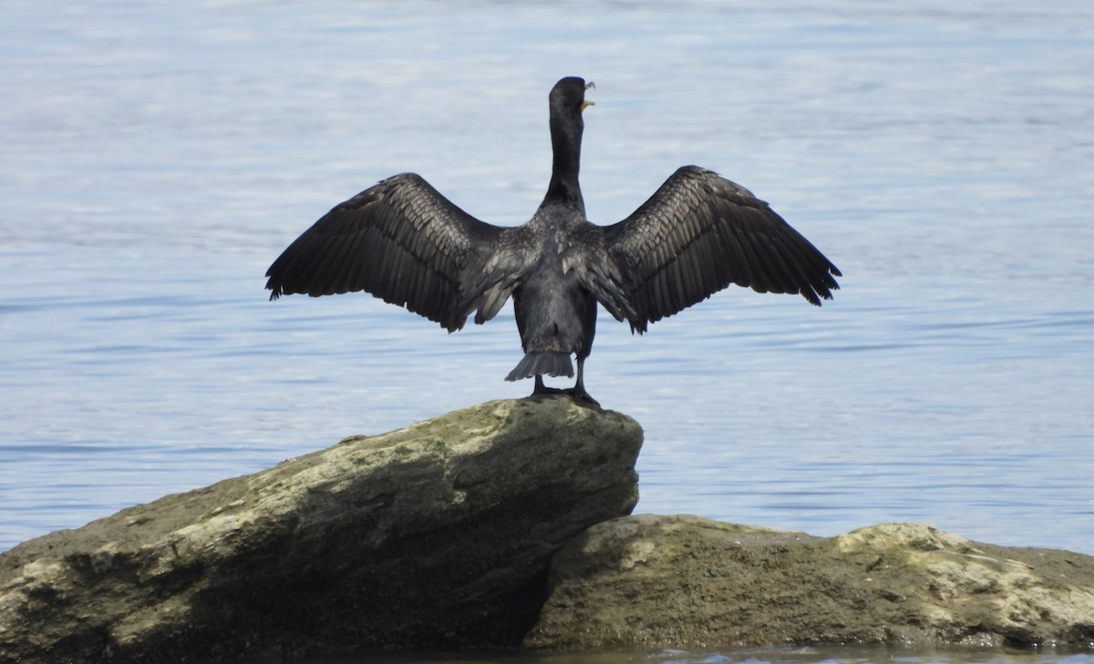 Cormoran à aigrettes - ML621450728