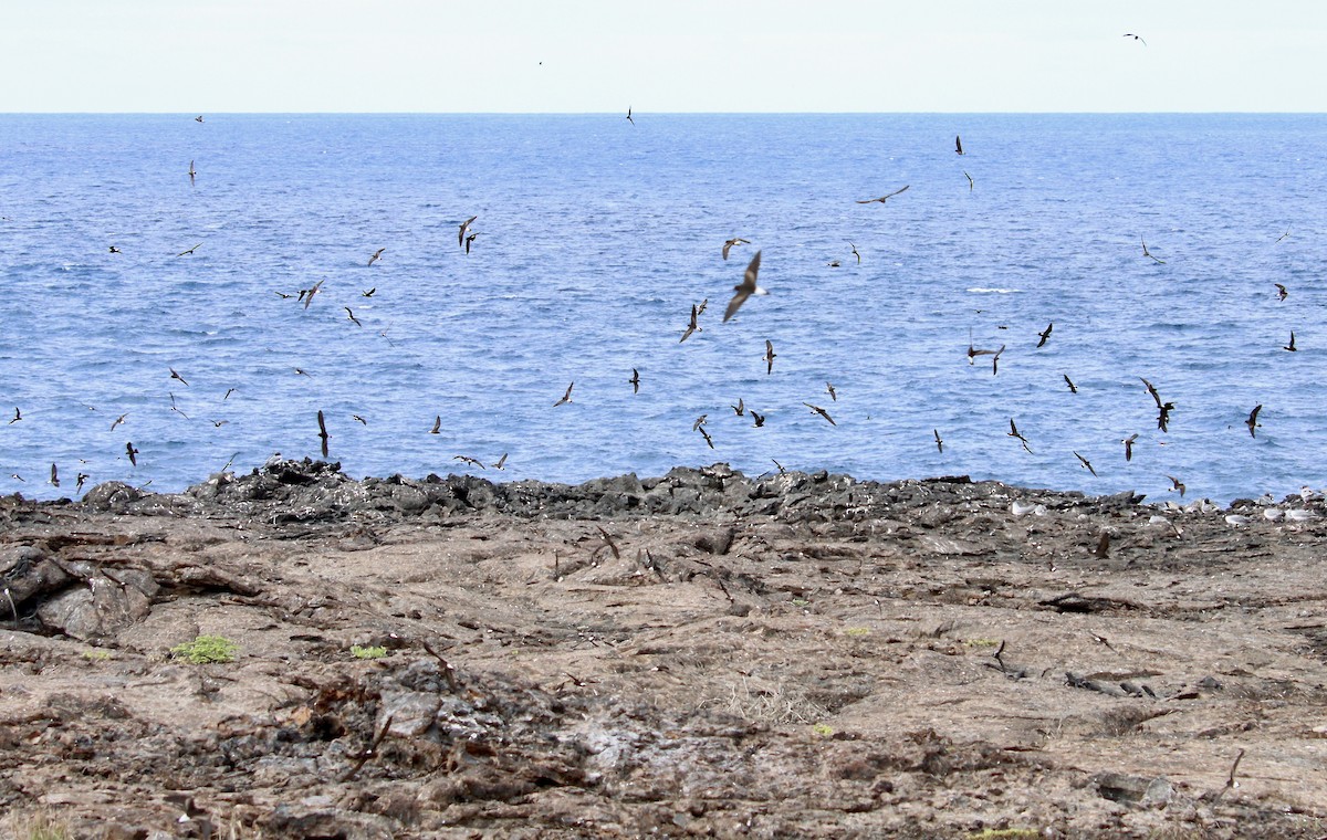 Wedge-rumped Storm-Petrel - Lori Morton