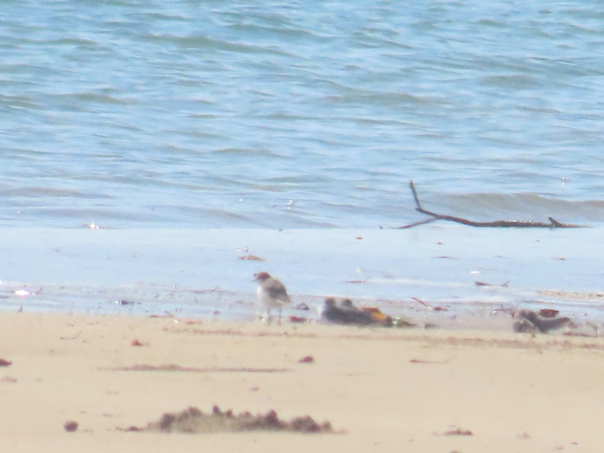 Red-capped Plover - ML621450971