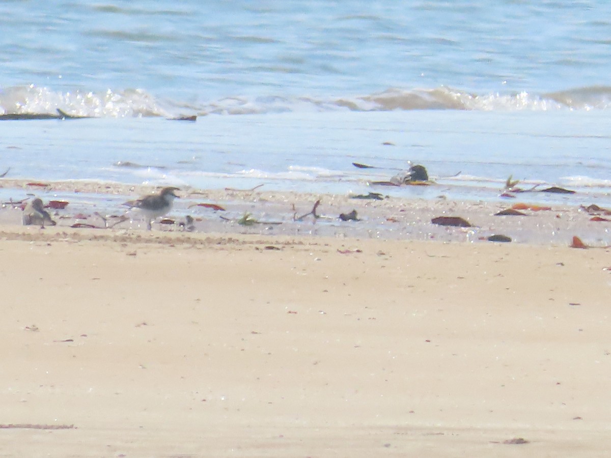 Red-capped Plover - Ben Ward