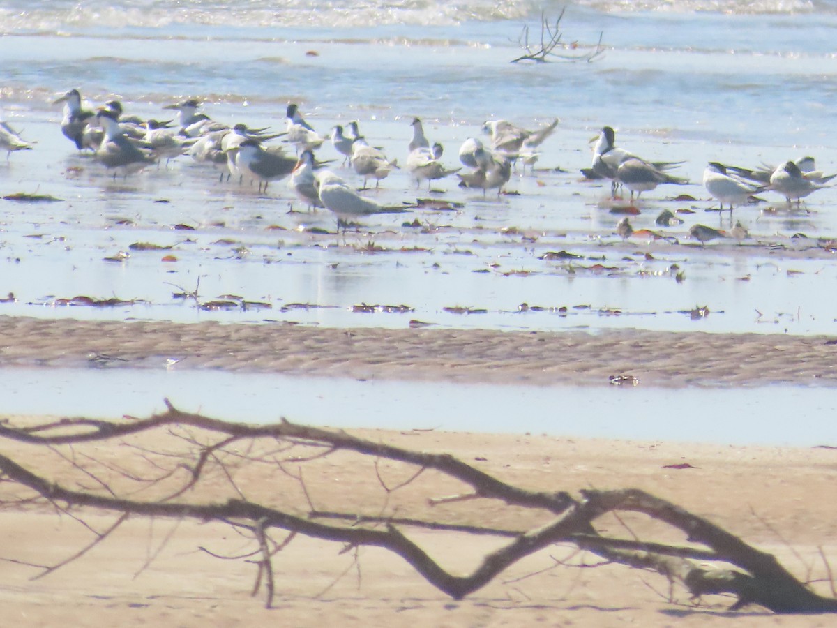Lesser Crested Tern - ML621450985