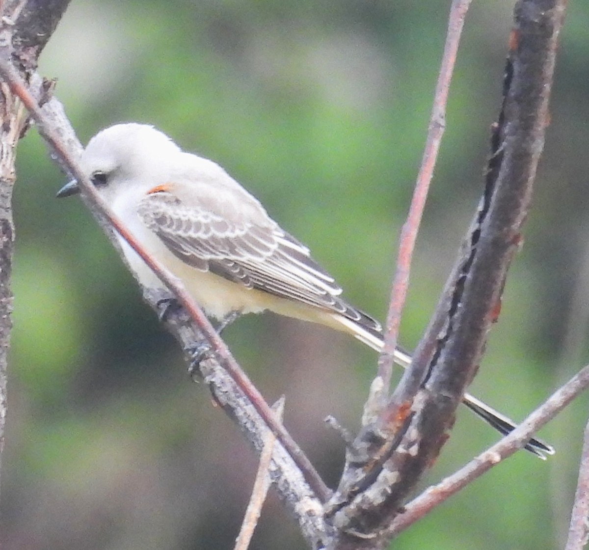 Scissor-tailed Flycatcher - ML621451046