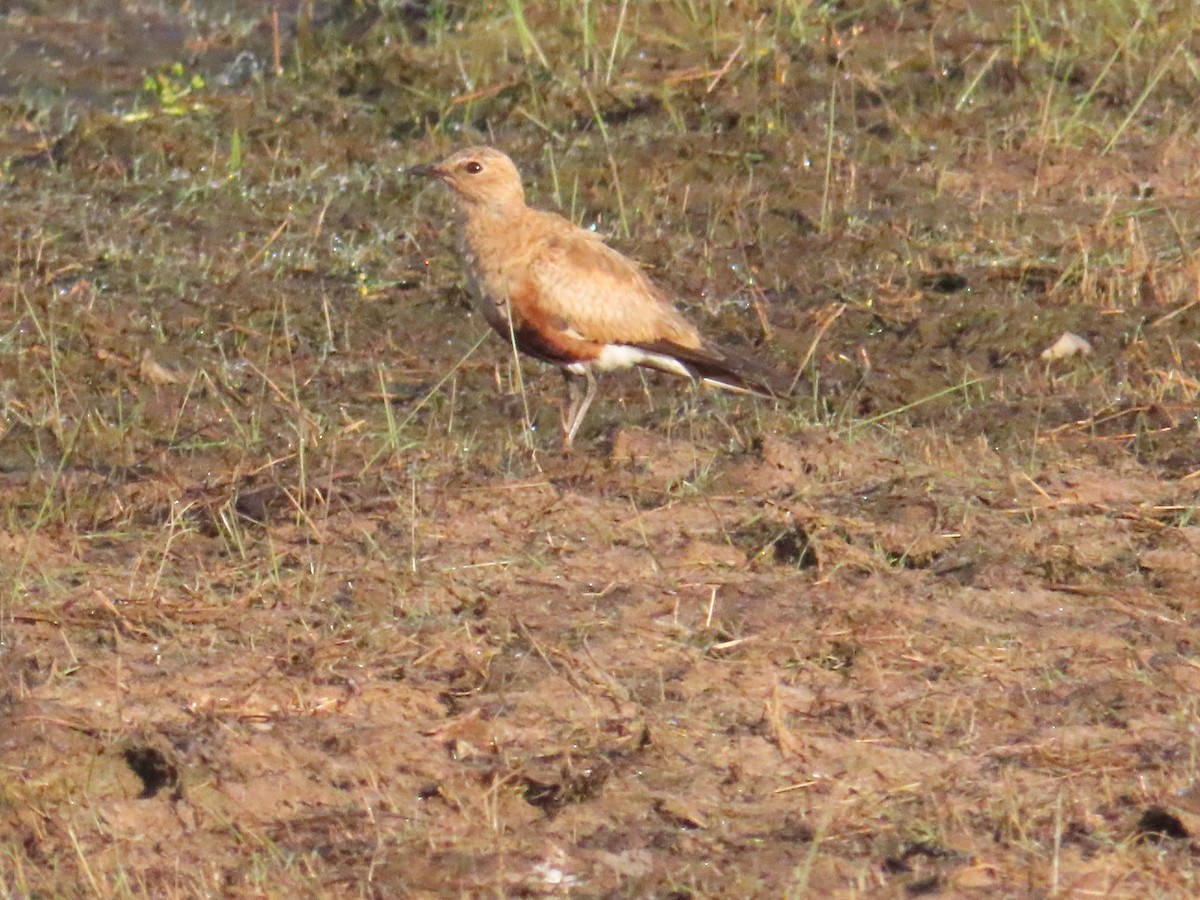 Australian Pratincole - Ben Ward