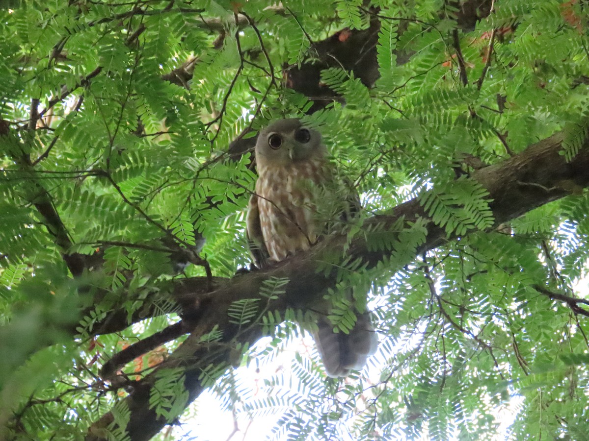 Barking Owl - ML621451293