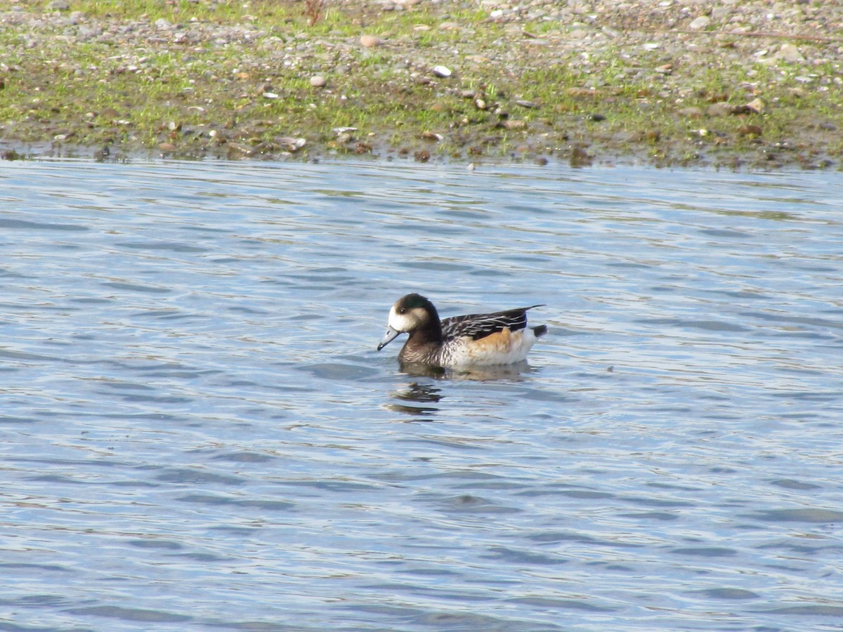 Chiloe Wigeon - ML621451358