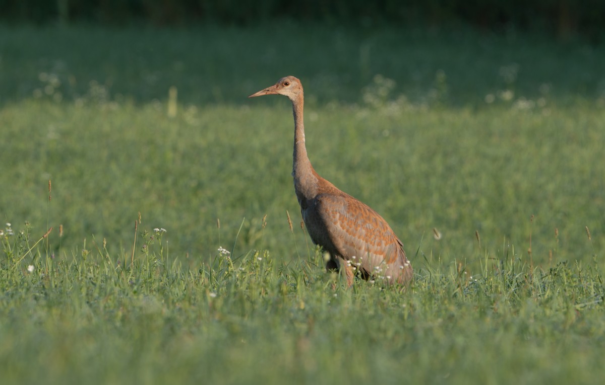 Sandhill Crane - ML621451359