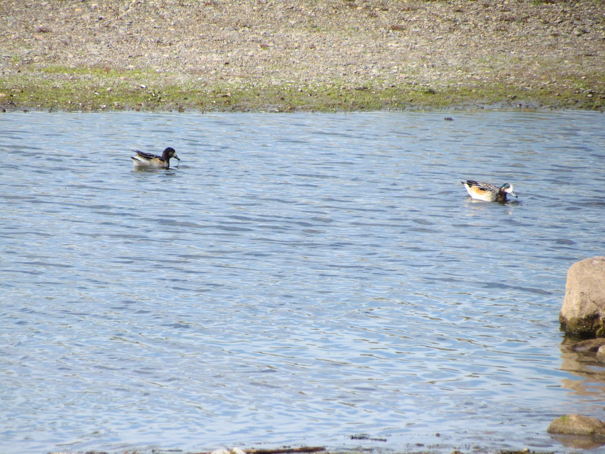 Chiloe Wigeon - ML621451389