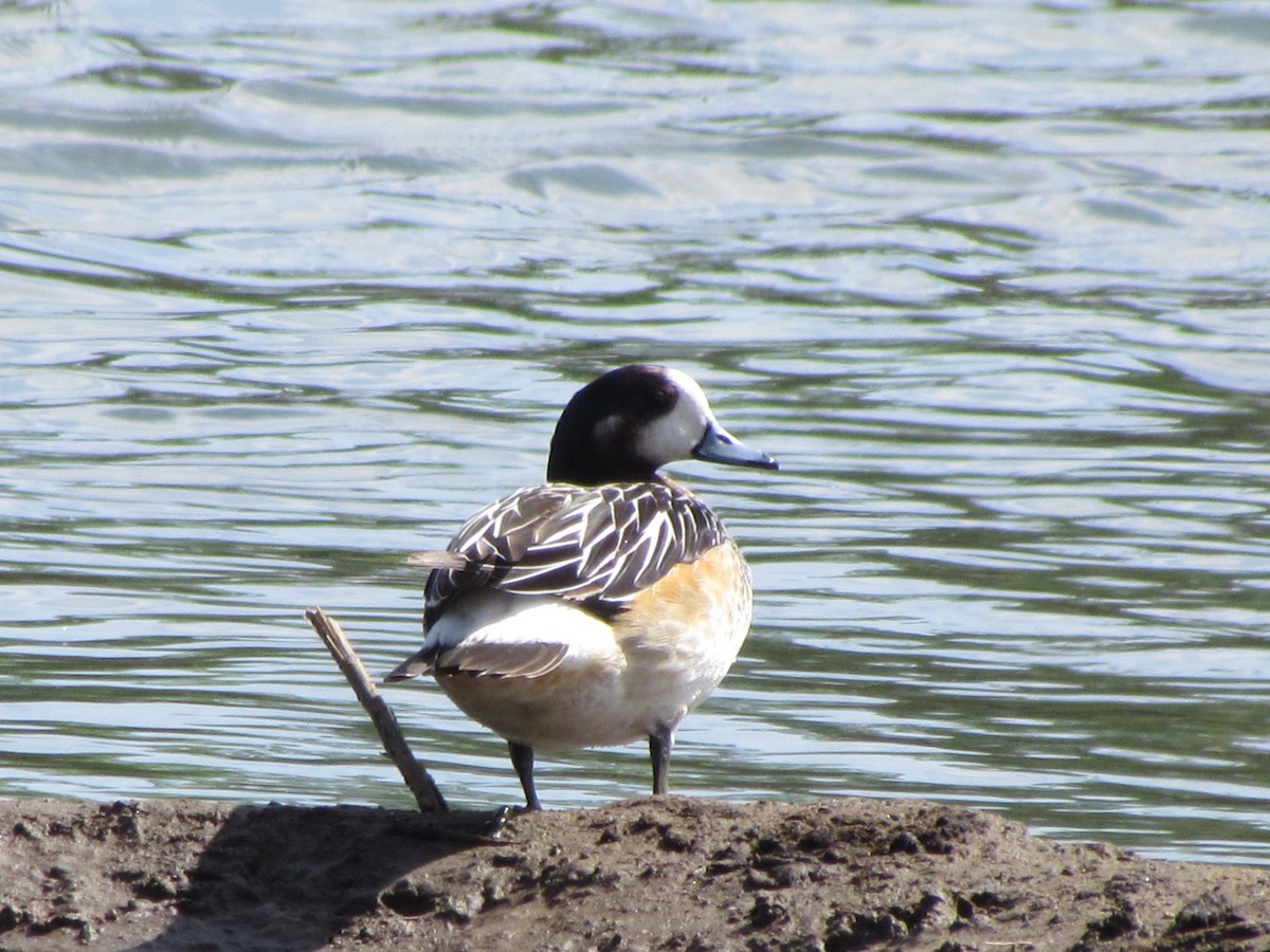 Chiloe Wigeon - ML621451403