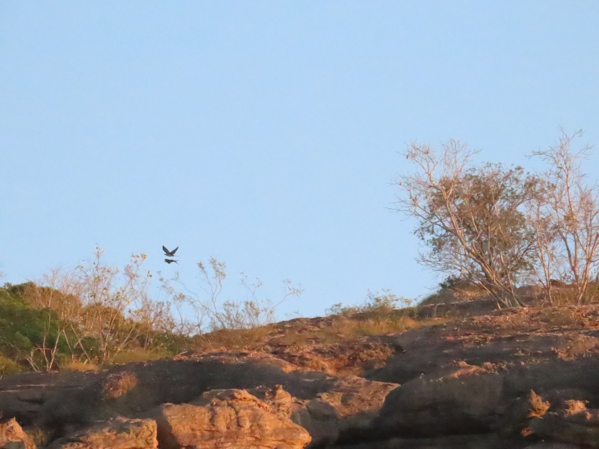 Channel-billed Cuckoo - ML621451549