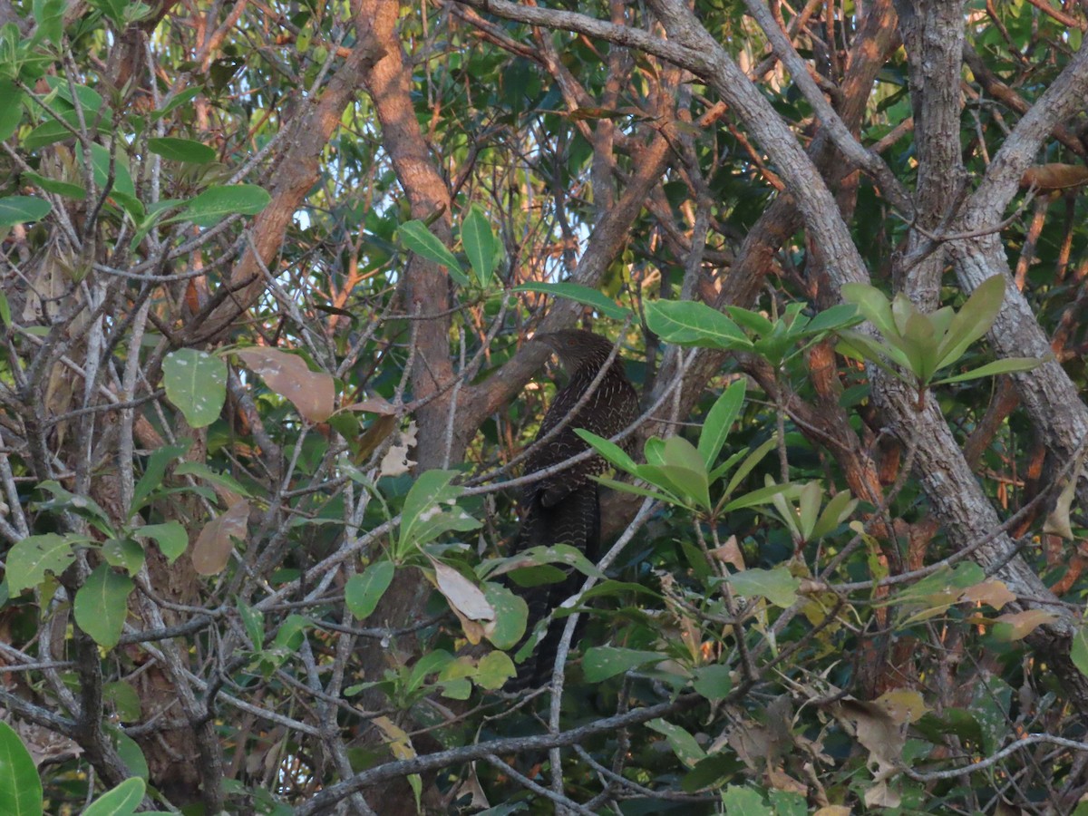 Pheasant Coucal - ML621451603