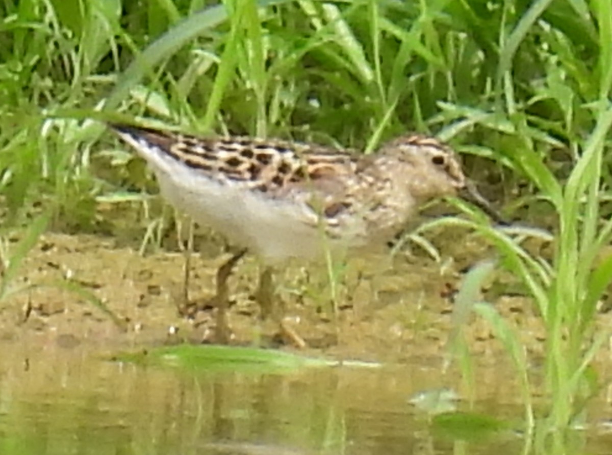 Least Sandpiper - ML621451626