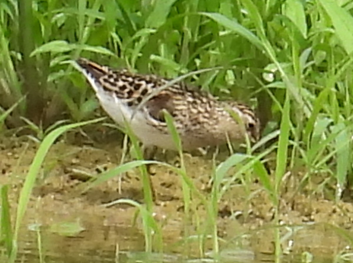 Least Sandpiper - ML621451627