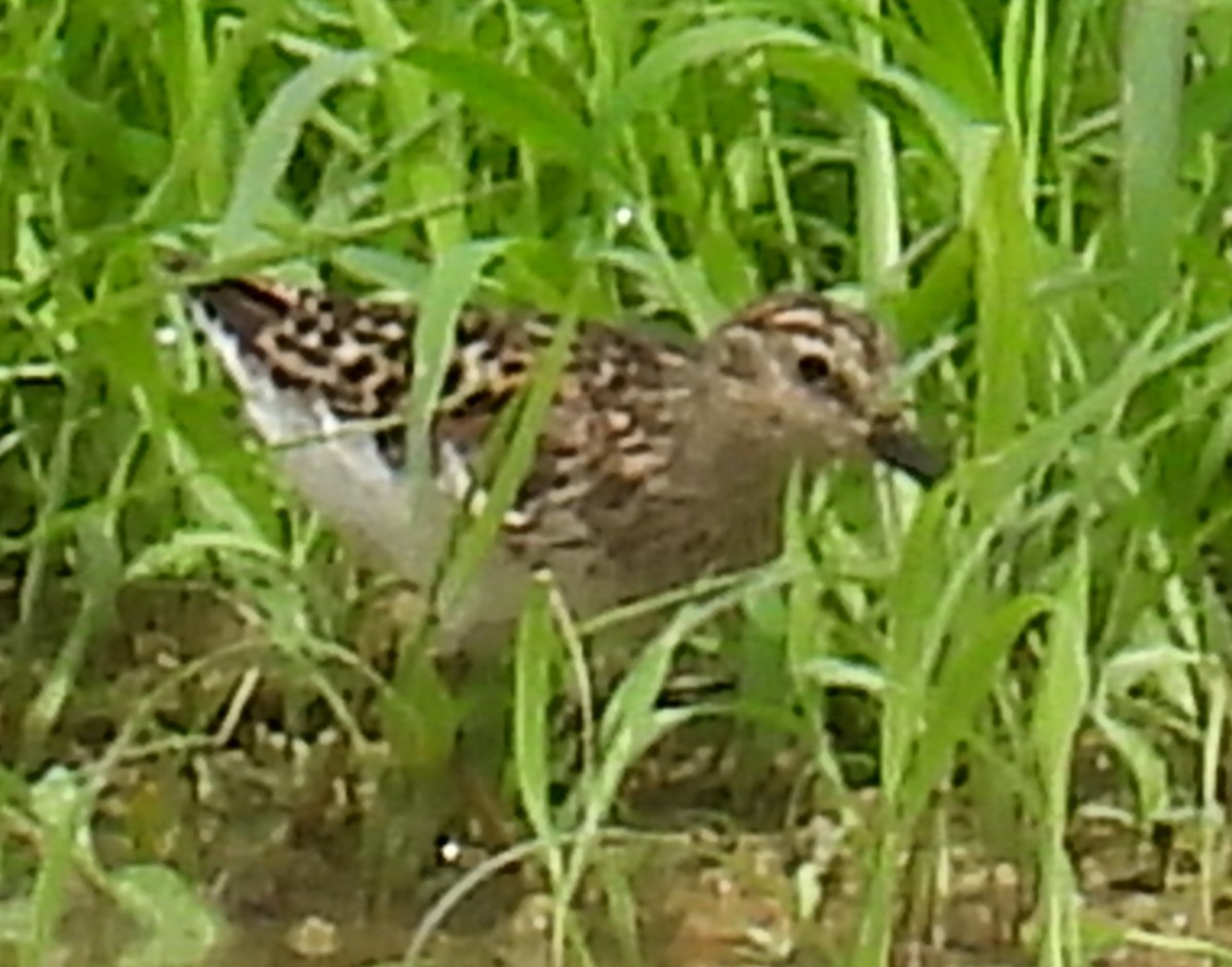 Least Sandpiper - ML621451628