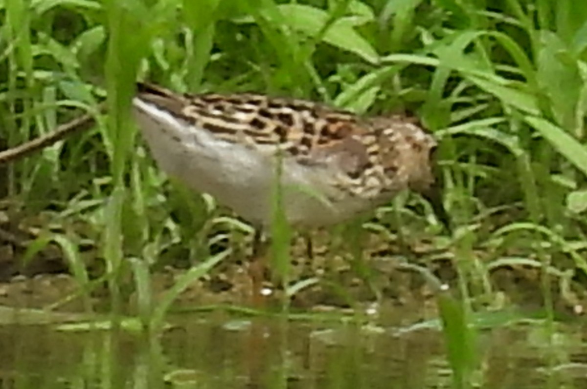 Least Sandpiper - Jeffrey Blalock