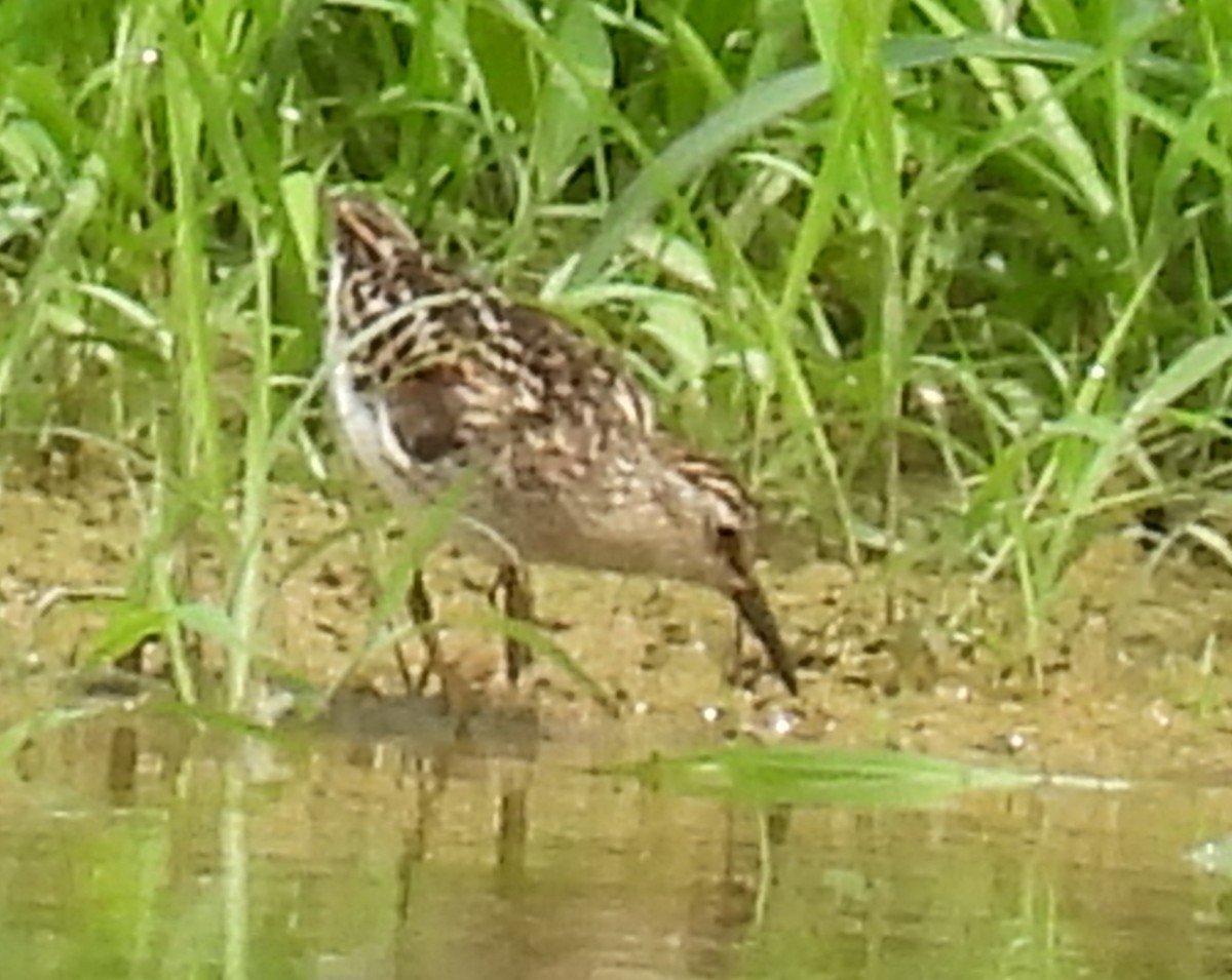 Least Sandpiper - ML621451630