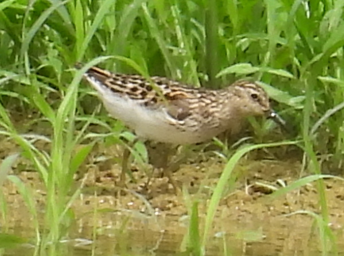 Least Sandpiper - ML621451631