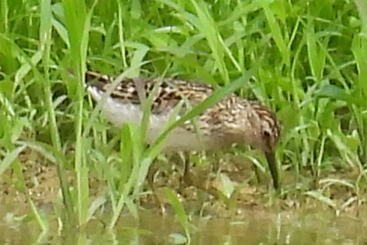 Least Sandpiper - ML621451632