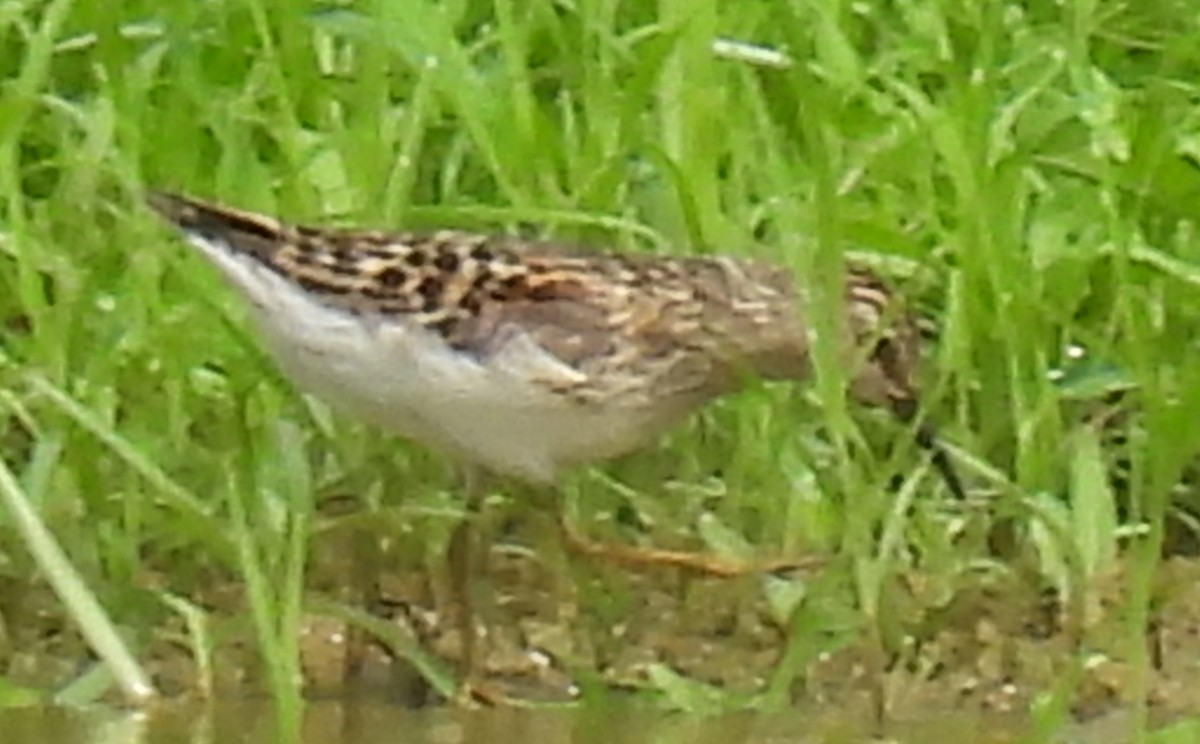 Least Sandpiper - Jeffrey Blalock