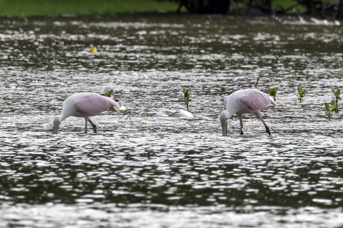 Roseate Spoonbill - ML621451736