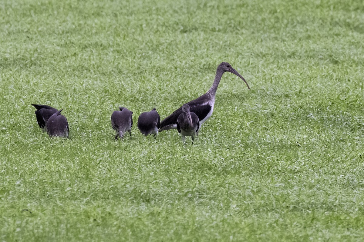 White Ibis - ML621451739