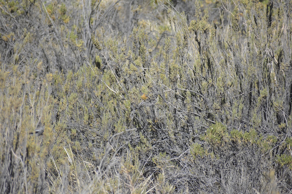 Black-hooded Sierra Finch - ML621451745