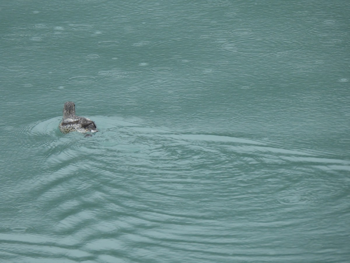 Kittlitz's Murrelet - ML621451761