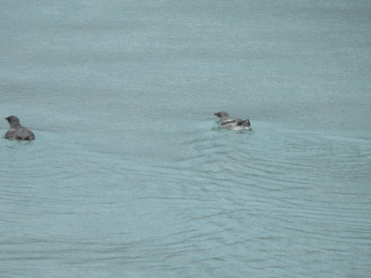 Kittlitz's Murrelet - ML621451765