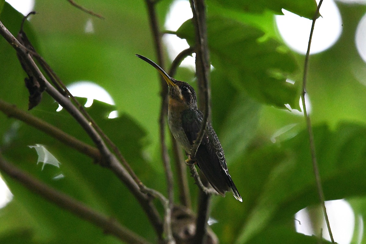 Band-tailed Barbthroat - ML621451770