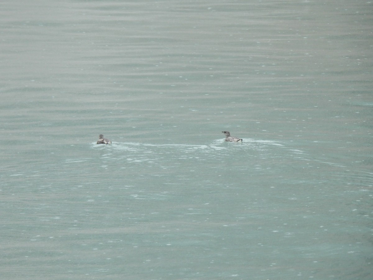 Kittlitz's Murrelet - ML621451773