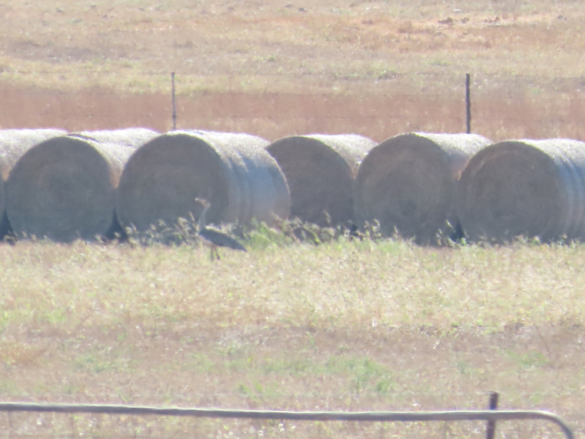 Australian Bustard - Ben Ward