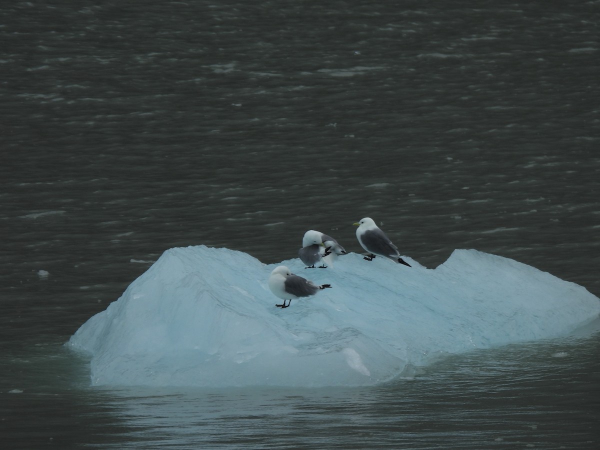 Black-legged Kittiwake - ML621451818