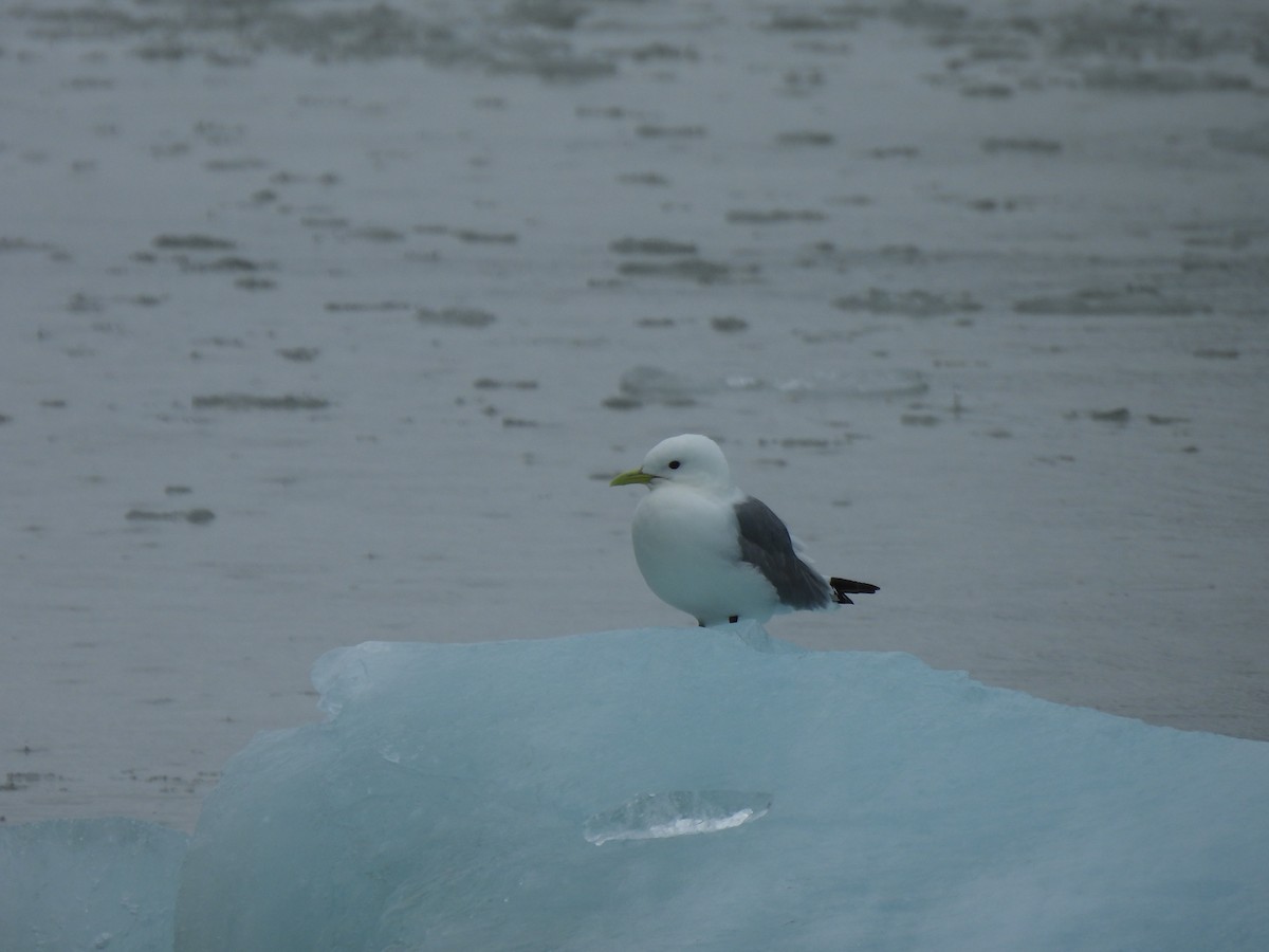 Black-legged Kittiwake - ML621451822