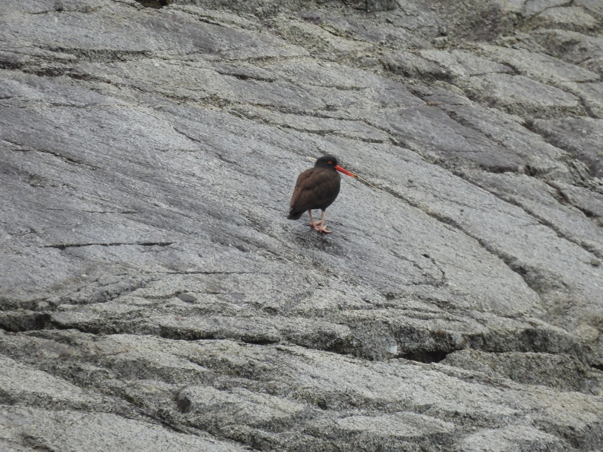 Black Oystercatcher - ML621451837