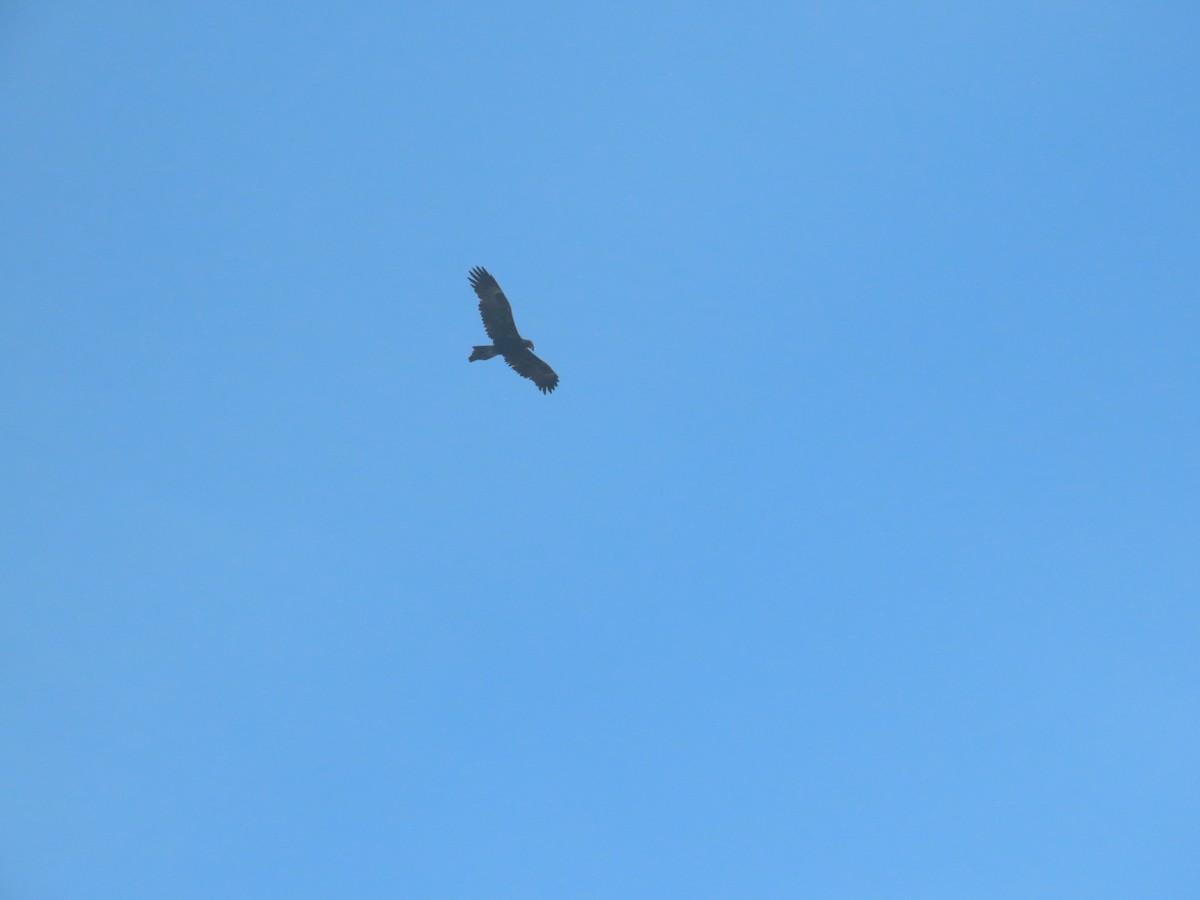 Águila Audaz - ML621451849