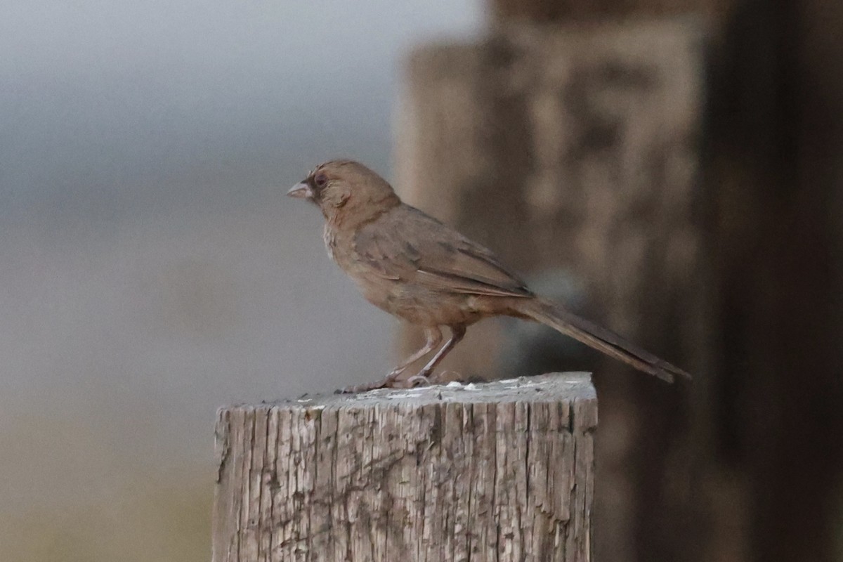Abert's Towhee - ML621451850