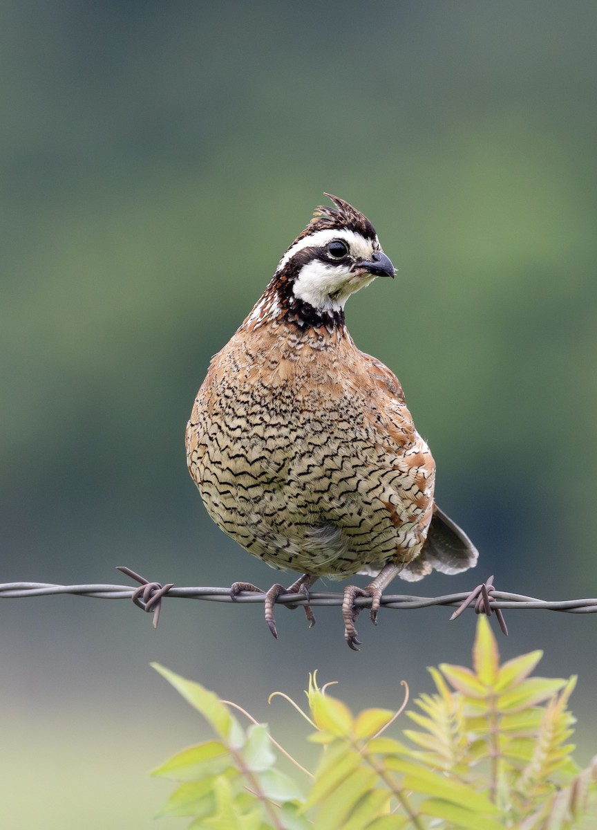 Northern Bobwhite - ML621451938