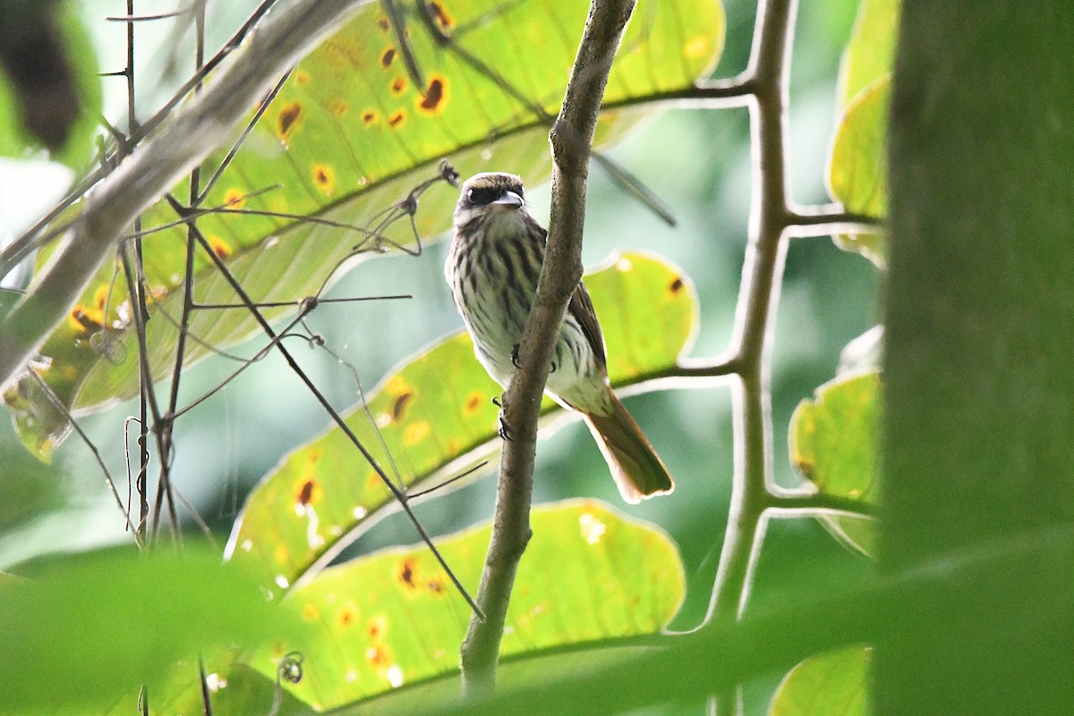 Streaked Flycatcher - ML621451940