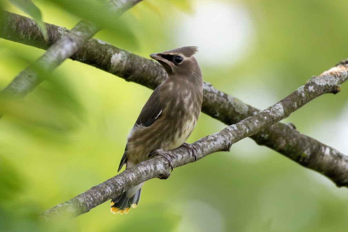 Cedar Waxwing - ML621452003