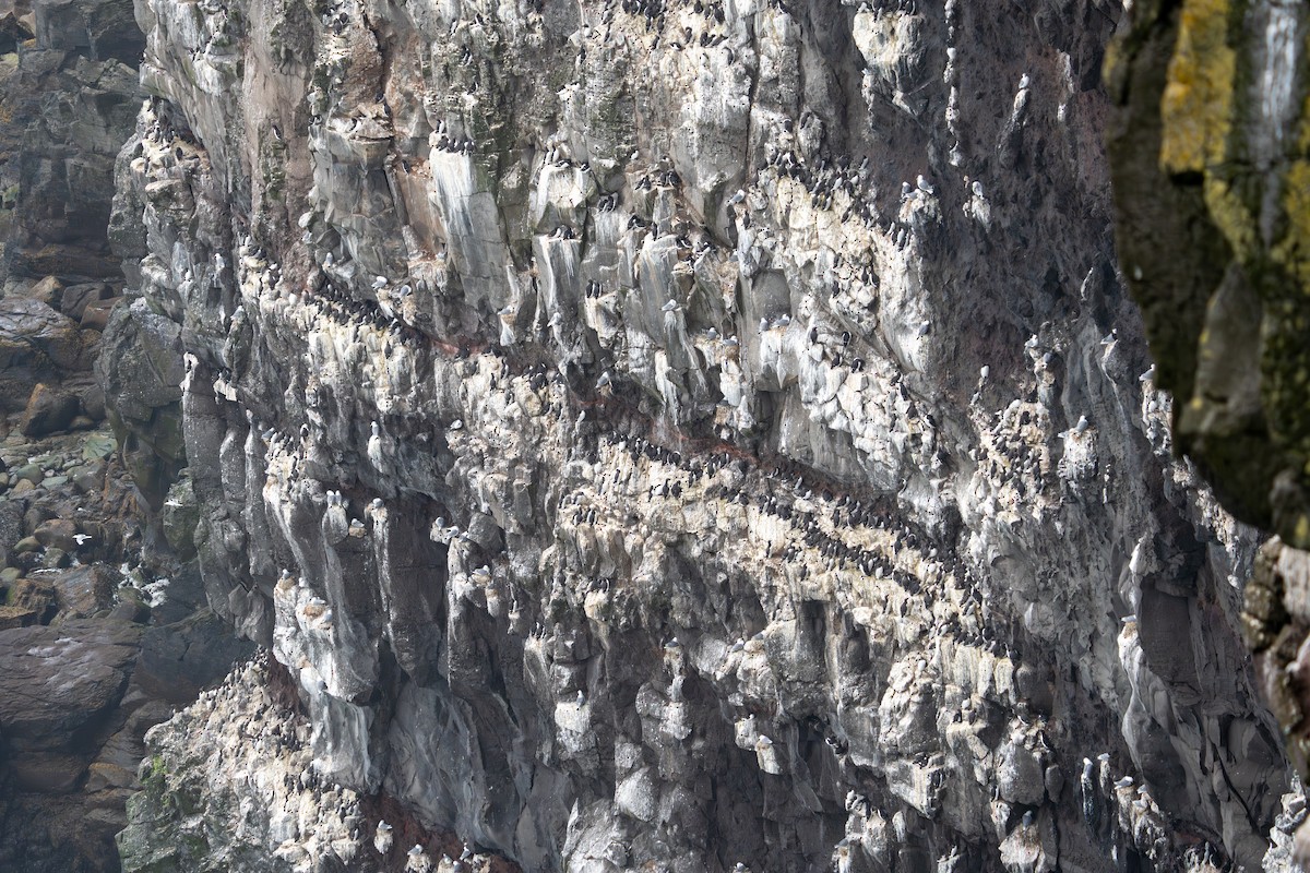 alcid sp. - Julie Davis